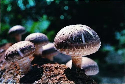 圖片關鍵詞 圖片關鍵詞