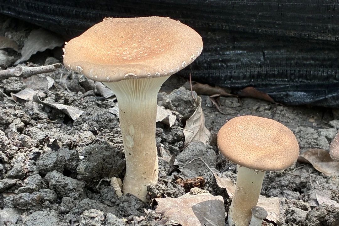 圖片關(guān)鍵詞